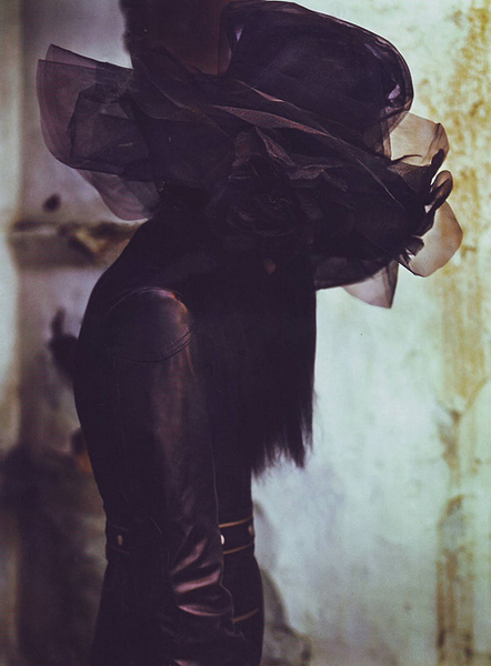 Jackdaw