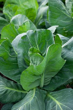 Spring Greens