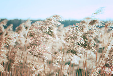 Summer breeze 