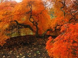 AutumnPicks