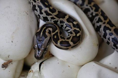 Python print