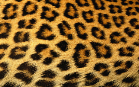 Seeing Spots