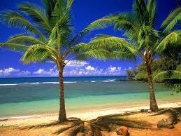 Summer Exotic