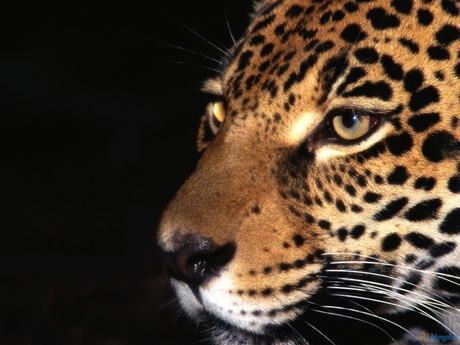  ANIMAL PRINTS