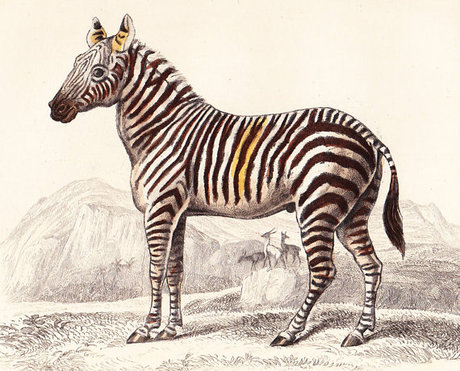 Safari Time! Zebra Prints